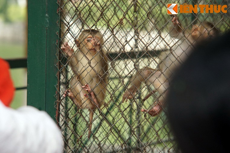 Dau nam Khi, xem khi lam... tro khi o Ha Noi-Hinh-4