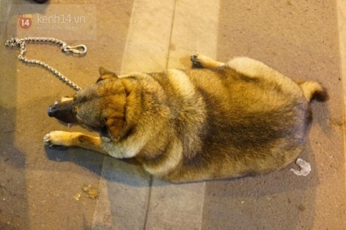 Kinh ngạc chú chó nặng 70kg ở Cao Bằng - Ảnh 5