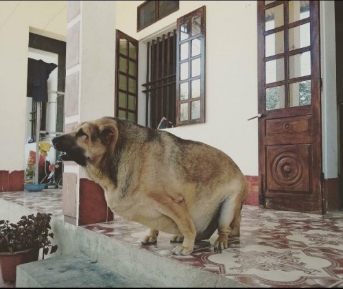 Kinh ngạc chú chó nặng 70kg ở Cao Bằng - Ảnh 1