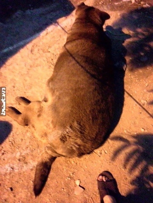 Kinh ngạc chú chó nặng 70kg ở Cao Bằng - Ảnh 2