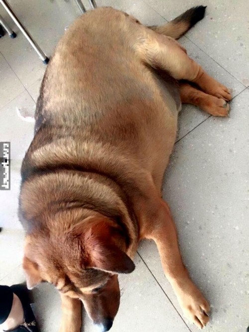 Kinh ngạc chú chó nặng 70kg ở Cao Bằng - Ảnh 3