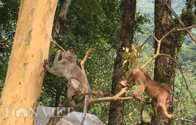 Quang Ngai: Bay khi dac biet nuoi tha rong nhu... vit, ga