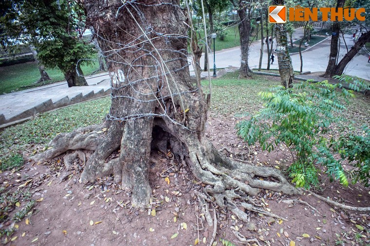 Chiem nguong “kho bau sua do nghin ti” o Ha Noi-Hinh-12