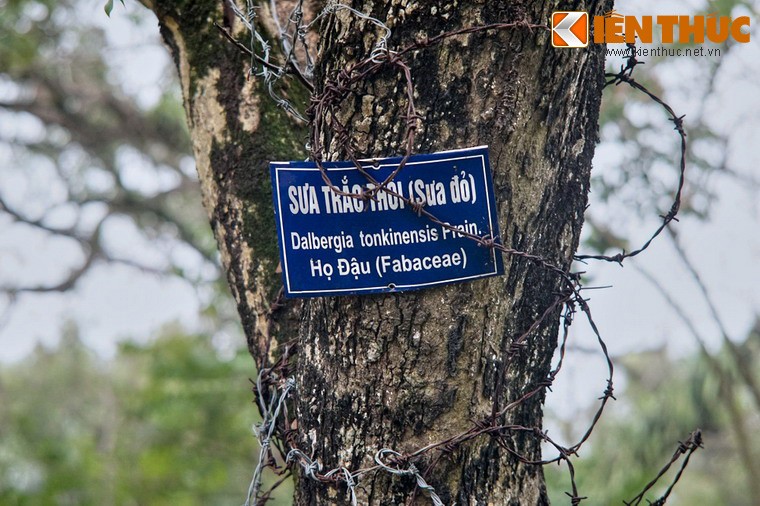 Ngam “kho bau nghin ti” lo thien giua trung tam Ha Noi-Hinh-6