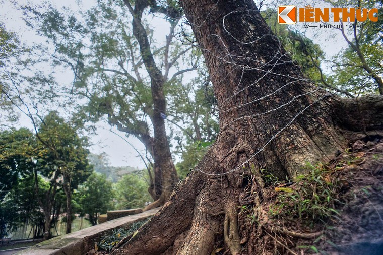 Ngam “kho bau nghin ti” lo thien giua trung tam Ha Noi-Hinh-8