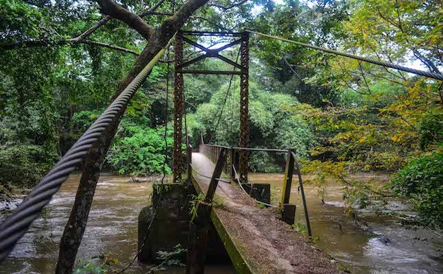 Lac vao khu rung thieng noi tieng nhat chau Phi-Hinh-8