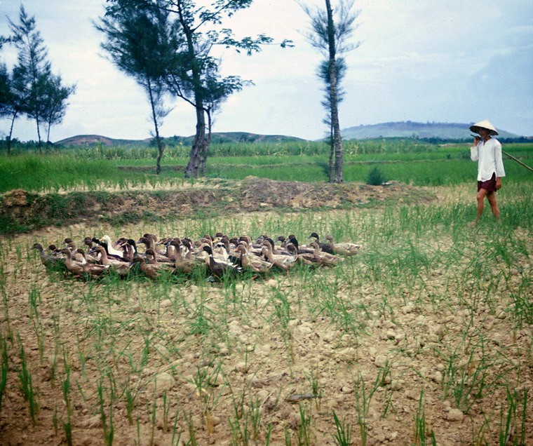 Quang Ngai nam 1967-1968 trong anh cua Steve Eckloff (1)-Hinh-3