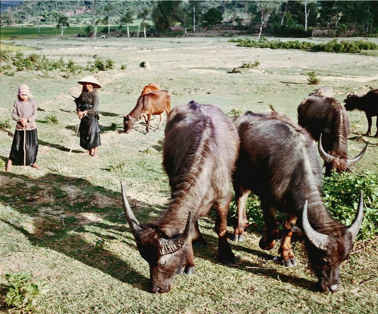 Quang Ngai nam 1967-1968 trong anh cua Steve Eckloff (2)-Hinh-9