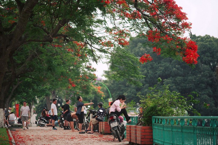 Ngam pho phuong Ha Noi ruc ro trong sac hoa dau ha-Hinh-2