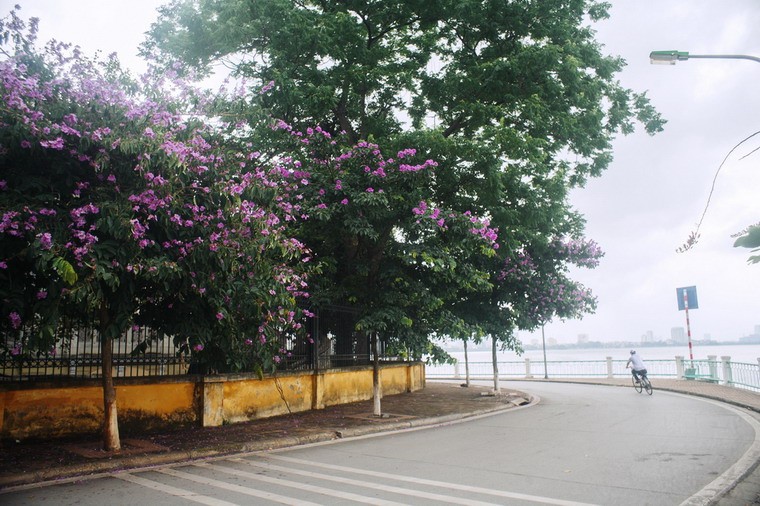 Ngam pho phuong Ha Noi ruc ro trong sac hoa dau ha-Hinh-5