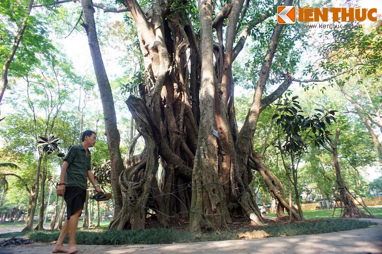 Soi cay co thu khong lo bi an giua trung tam Ha Noi-Hinh-4