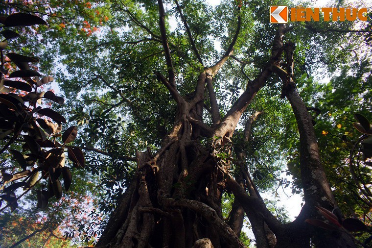 Soi cay co thu khong lo bi an giua trung tam Ha Noi-Hinh-6