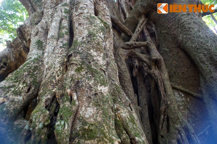 Soi cay co thu khong lo bi an giua trung tam Ha Noi-Hinh-7