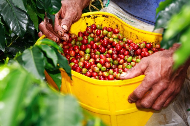 Kham pha canh quan van hoa ca phe tuyet dieu o Colombia-Hinh-4