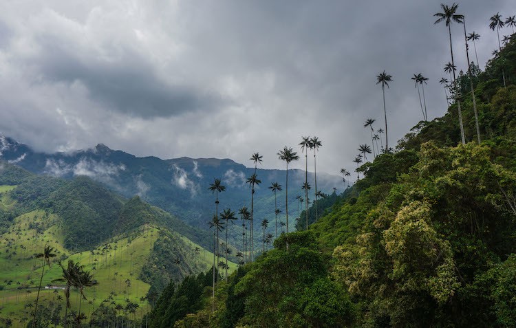 Kham pha canh quan van hoa ca phe tuyet dieu o Colombia-Hinh-9