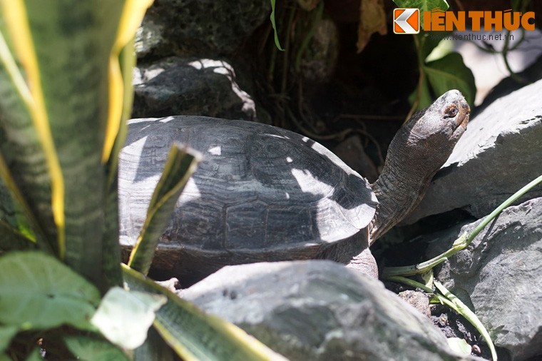 Bắt được rùa cá sấu quý hiếm ở đầm Thị Nại  baotintucvn