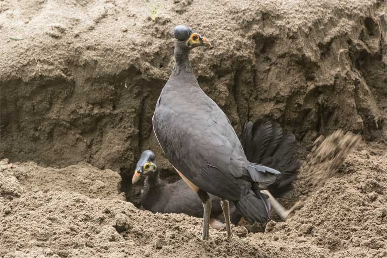 Ngam loai chim ap trung tu nhiet nui lua la nhat qua dat-Hinh-4