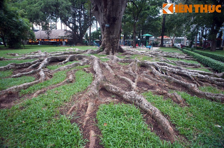 Can canh quai cay “bach tuoc khong lo” giua Sai Gon-Hinh-7