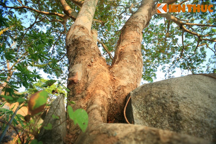 Cay co thu moc tu tang da khong lo toac doi hiem co o VN-Hinh-5