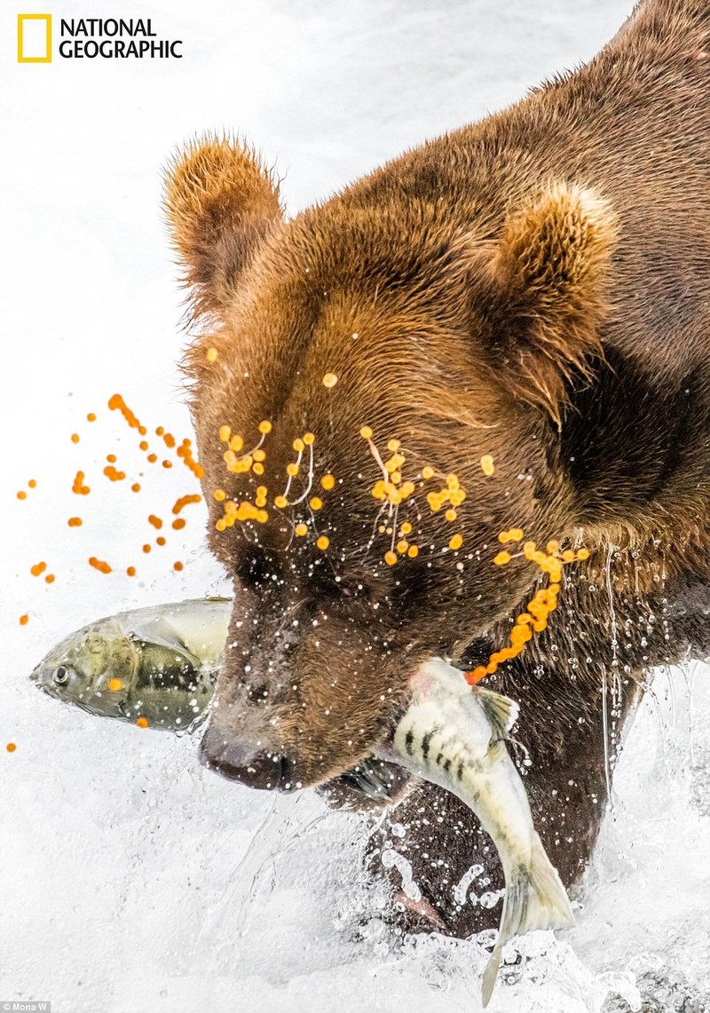 Anh du thi National Geographic: Gau nau gam ca hoi phot ca trung-Hinh-2