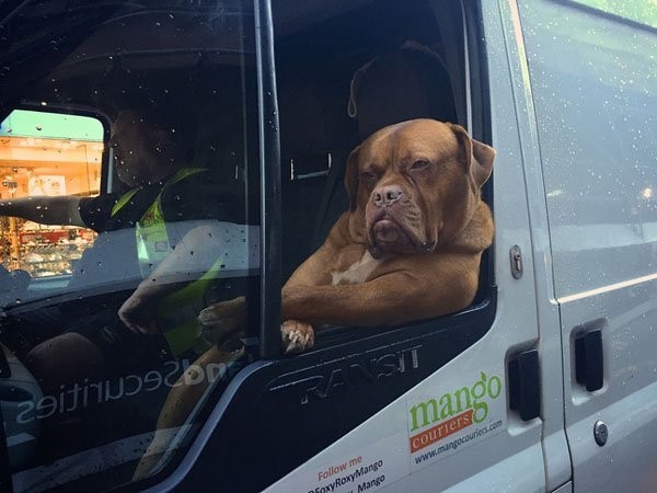 Chú chó từ những bức ảnh chế đến xe tải được biến tấu đều rất ngầu. Hãy lấy được cảm hứng từ chú chó này và trau dồi sự sáng tạo của bạn.
