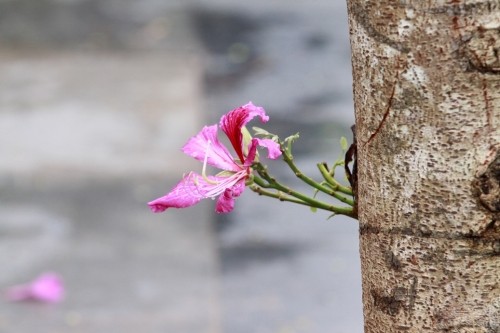 Hoa ban tim khoe sac xuan giua long Thu do Ha Noi-Hinh-2