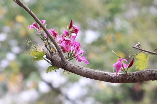 Hoa ban tim khoe sac xuan giua long Thu do Ha Noi-Hinh-3