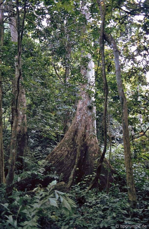 Ngam rung Cuc Phuong nam 1991 qua ong kinh nguoi Duc-Hinh-3