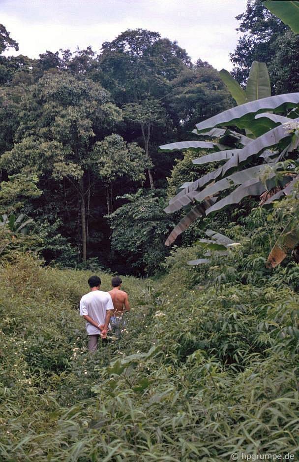 Ngam rung Cuc Phuong nam 1991 qua ong kinh nguoi Duc-Hinh-8