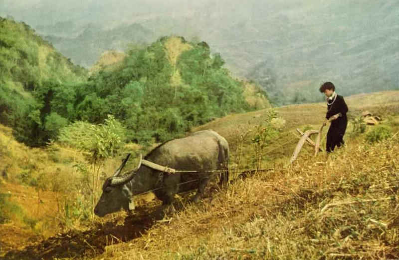 Anh mau cuc hiem ve Viet Nam nam 1952 cua National Geographic-Hinh-10