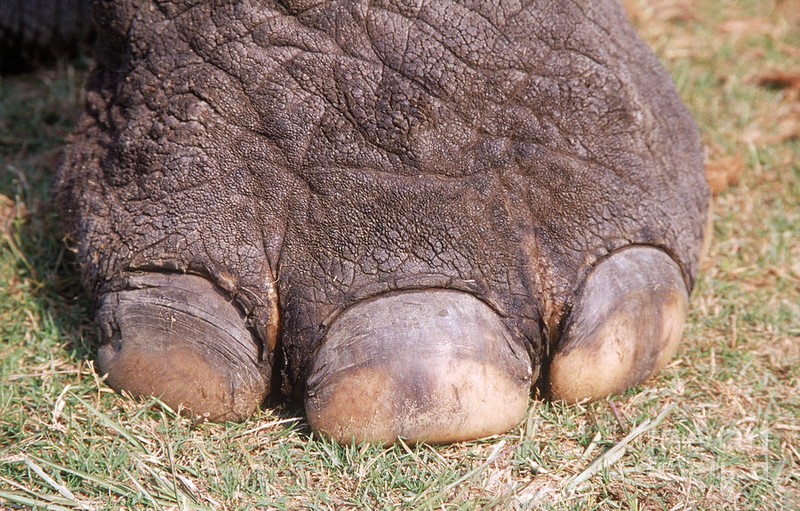 Image result for elephant asian feet