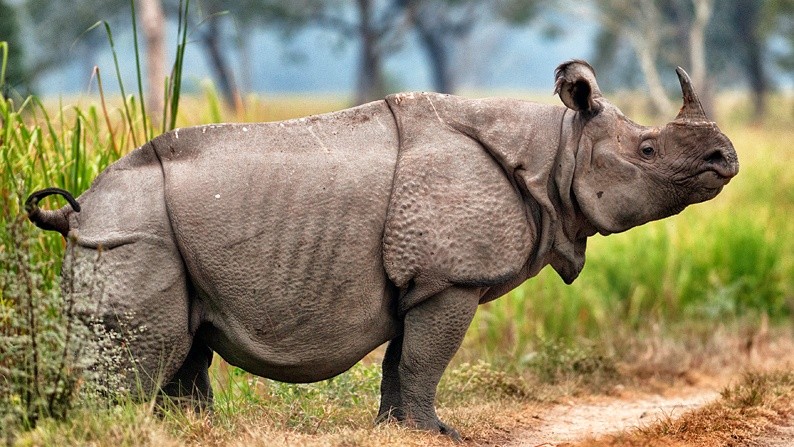 Image result for javan rhinoceros