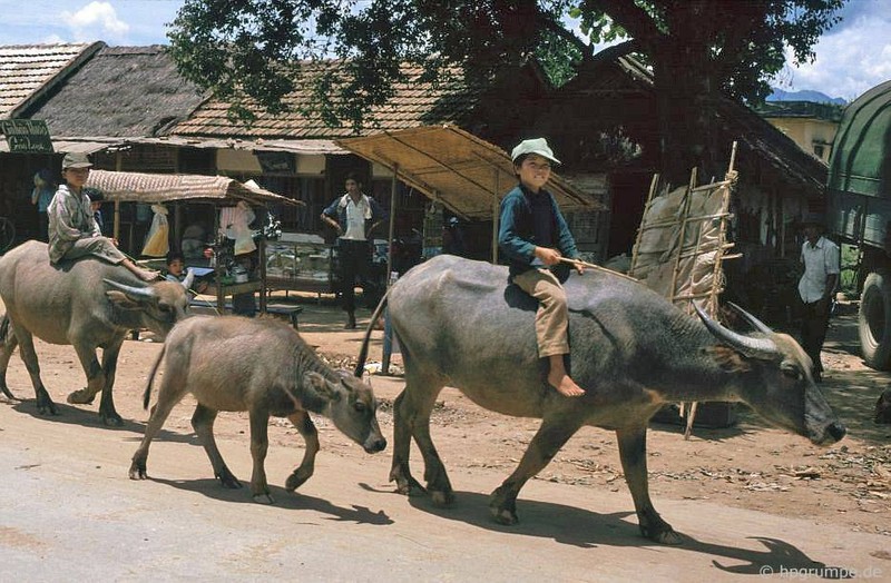 trâu đoàn caravan