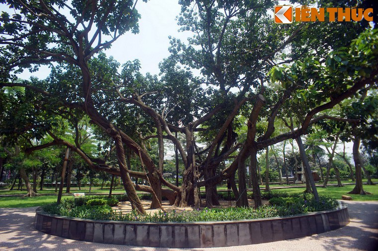 Tham cay da Bac Ho trong giua Thu do Ha Noi-Hinh-9