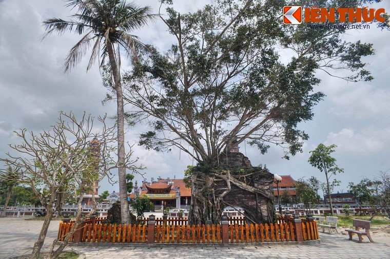 Ngam cay si khung moc trum cong chua co nhat mien Trung-Hinh-12