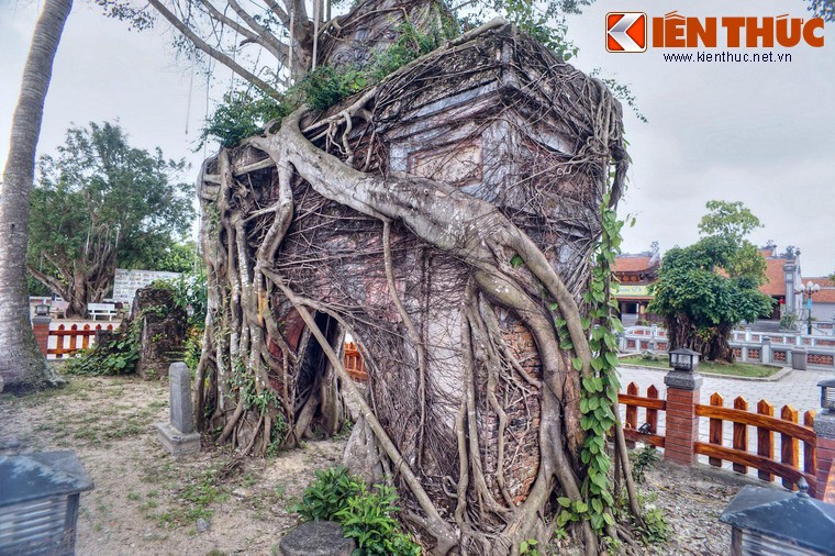 Ngam cay si khung moc trum cong chua co nhat mien Trung-Hinh-15