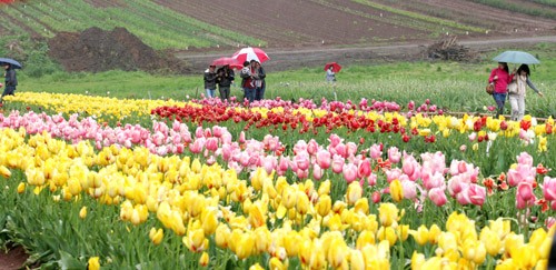 “Lac loi” giua nong trai hoa tulip o Uc dep nhu tranh-Hinh-3