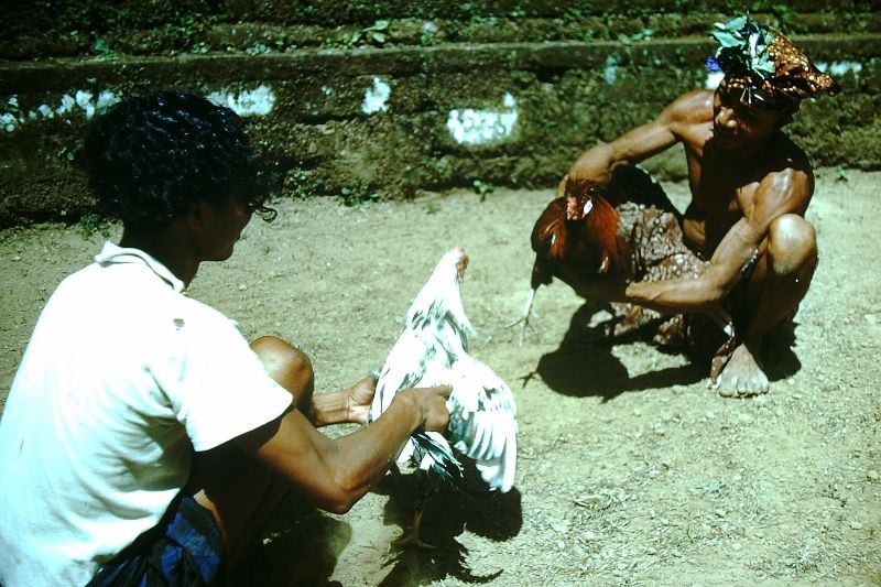 Kham pha hon dao thien duong Bali nam 1952-Hinh-7