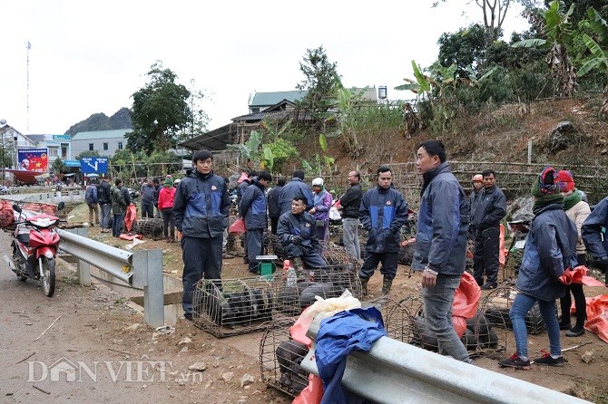 Dac san lon “cap nach” o cho phien vung cao noi nui rung Son La-Hinh-2