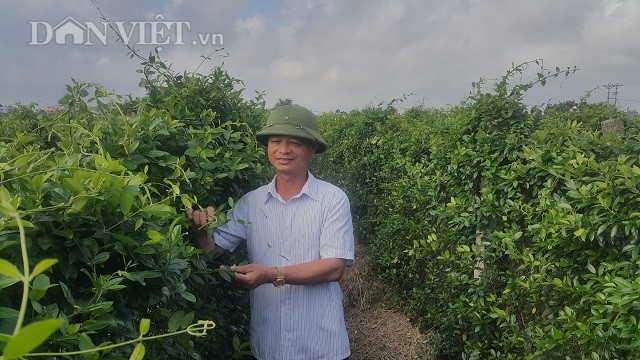 Nam Dinh: Trong cay day muoi tri tieu duong, 1 sao lai gan 20 trieu