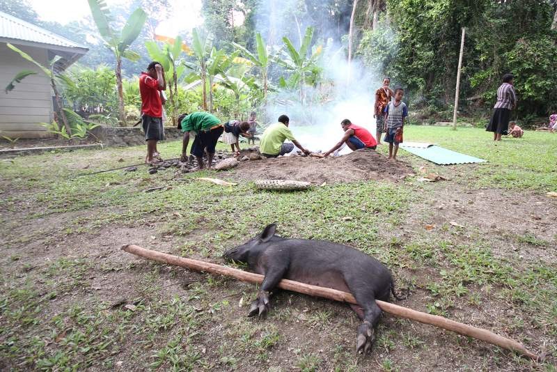 Vi sao nguoi Papua New Guinea cuc sung bai loai lon?-Hinh-8