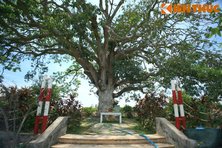 Diem danh nhung cay xoai co thu doc dao khap VN