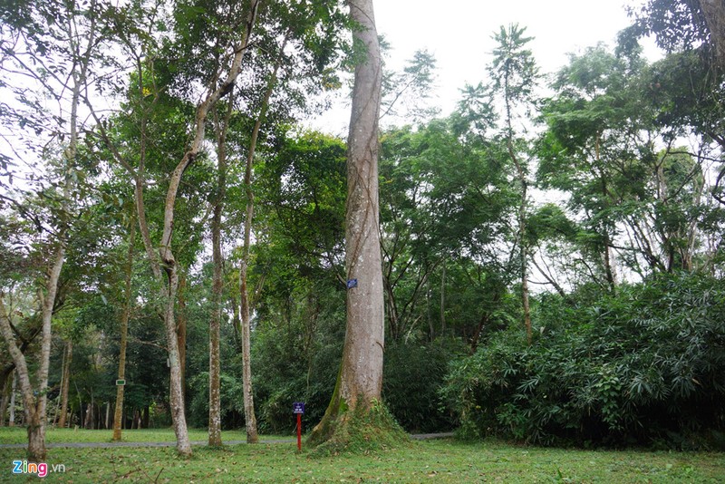 18 cay di san hang tram tuoi o khu di tich Lam Kinh-Hinh-7