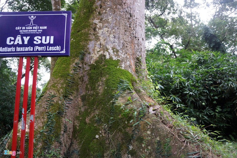 18 cay di san hang tram tuoi o khu di tich Lam Kinh-Hinh-8