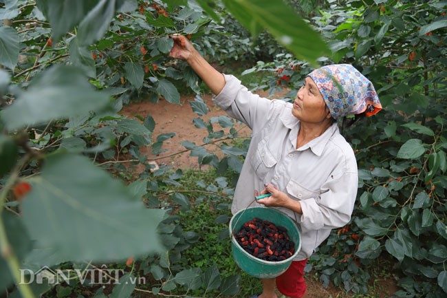 Tat bat hai dau, nong dan kiem chuc trieu 1 thang-Hinh-2