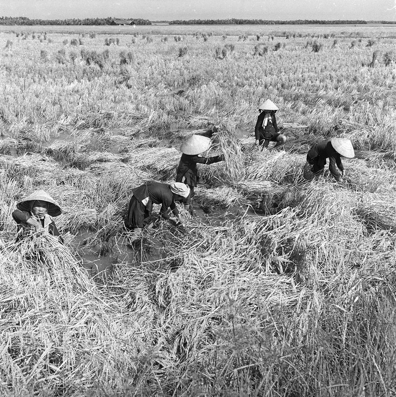 Anh cuc chat ve dong que Viet Nam thap nien 1950-Hinh-10