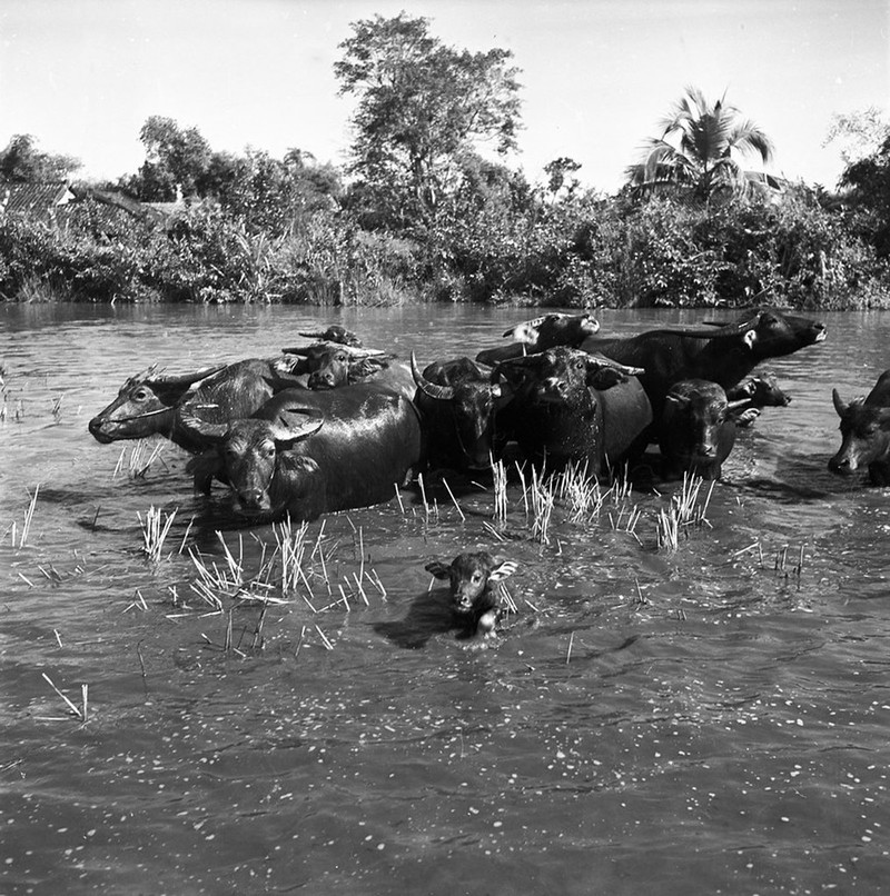 Anh cuc chat ve dong que Viet Nam thap nien 1950-Hinh-9