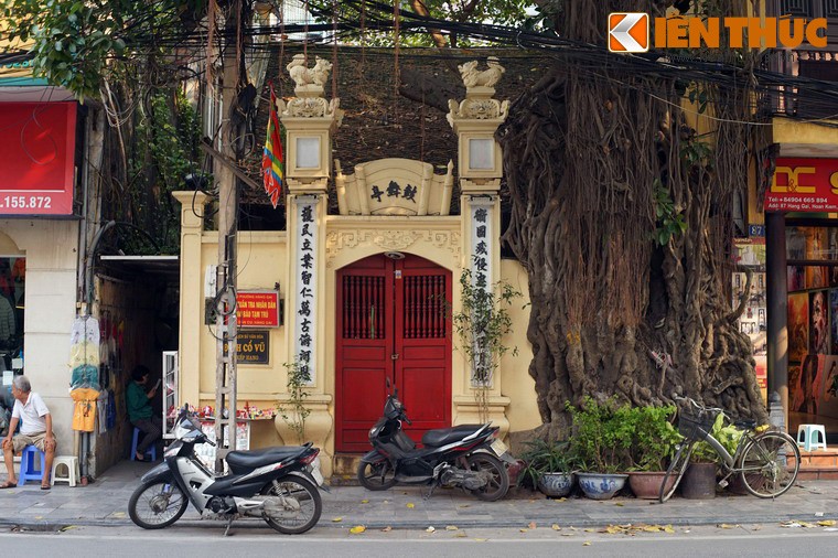 Ky la cay da tram tuoi trum len dinh co giua Ha Noi