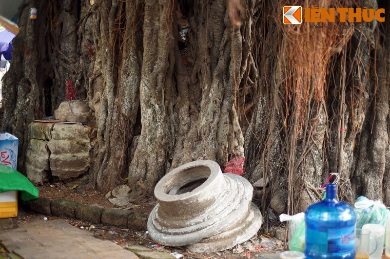 Ngam cay da “khong lo” vong than rong ca chuc met ben ho Guom-Hinh-4