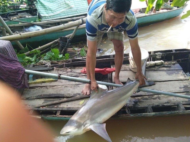 Xon xao ngu dan mien Tay tha cau trung loai ca la